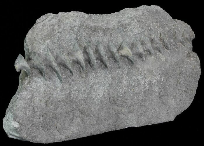 Archimedes Screw Bryozoan Fossil - Missouri #68677